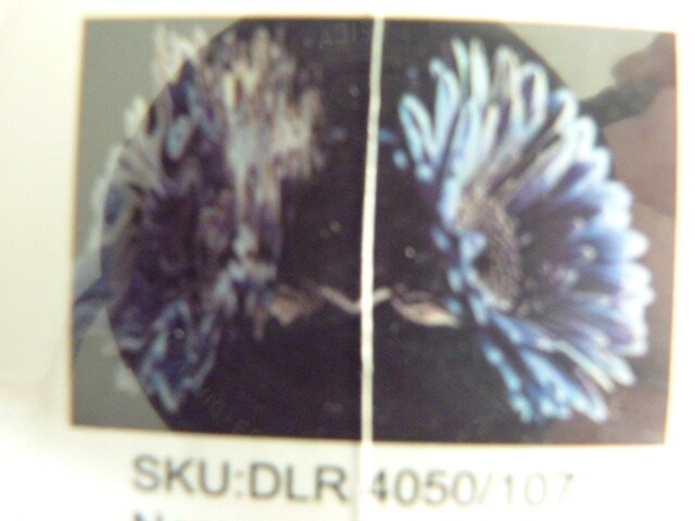 Diamond painting Gerbera blauw 40/50