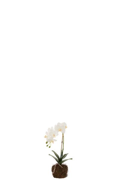 Orchidee In Aarde Plastiek Wit/Groen Small H 40 x B 17 x L 23 cm
 (12486)