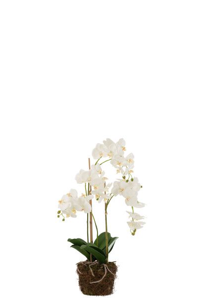 Orchidee In Aarde Plastiek Wit/Groen Large H 75 x B 32 x L 32 cm
(12488)
