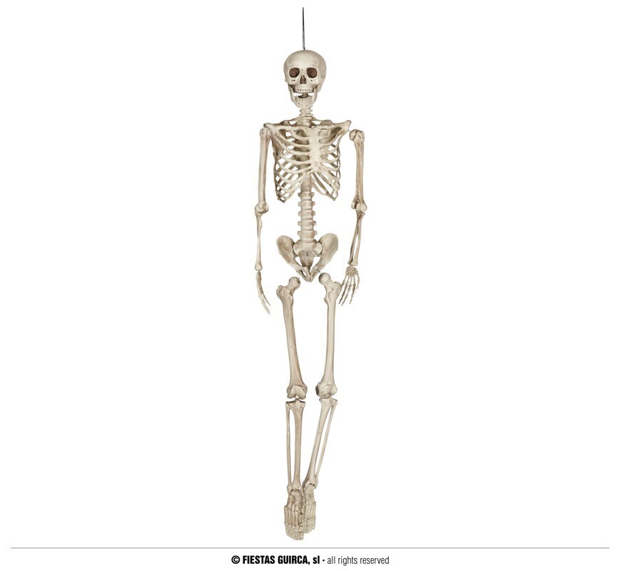 Skeleton 160 cm