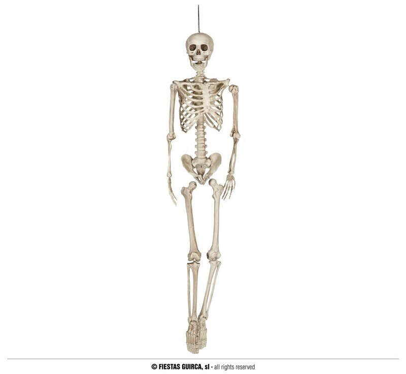 Skeleton 160 cm