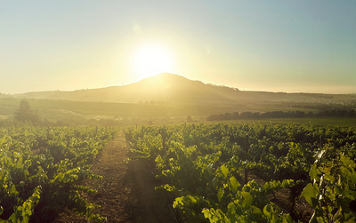 Stellar Wines