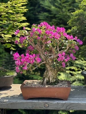 Bonsai Trees - Shop Under The Tiny Tree - Holistic Bonsai