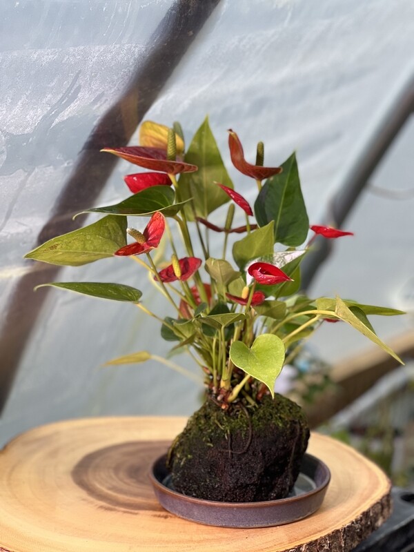 Red Anthurium in Lava Rock