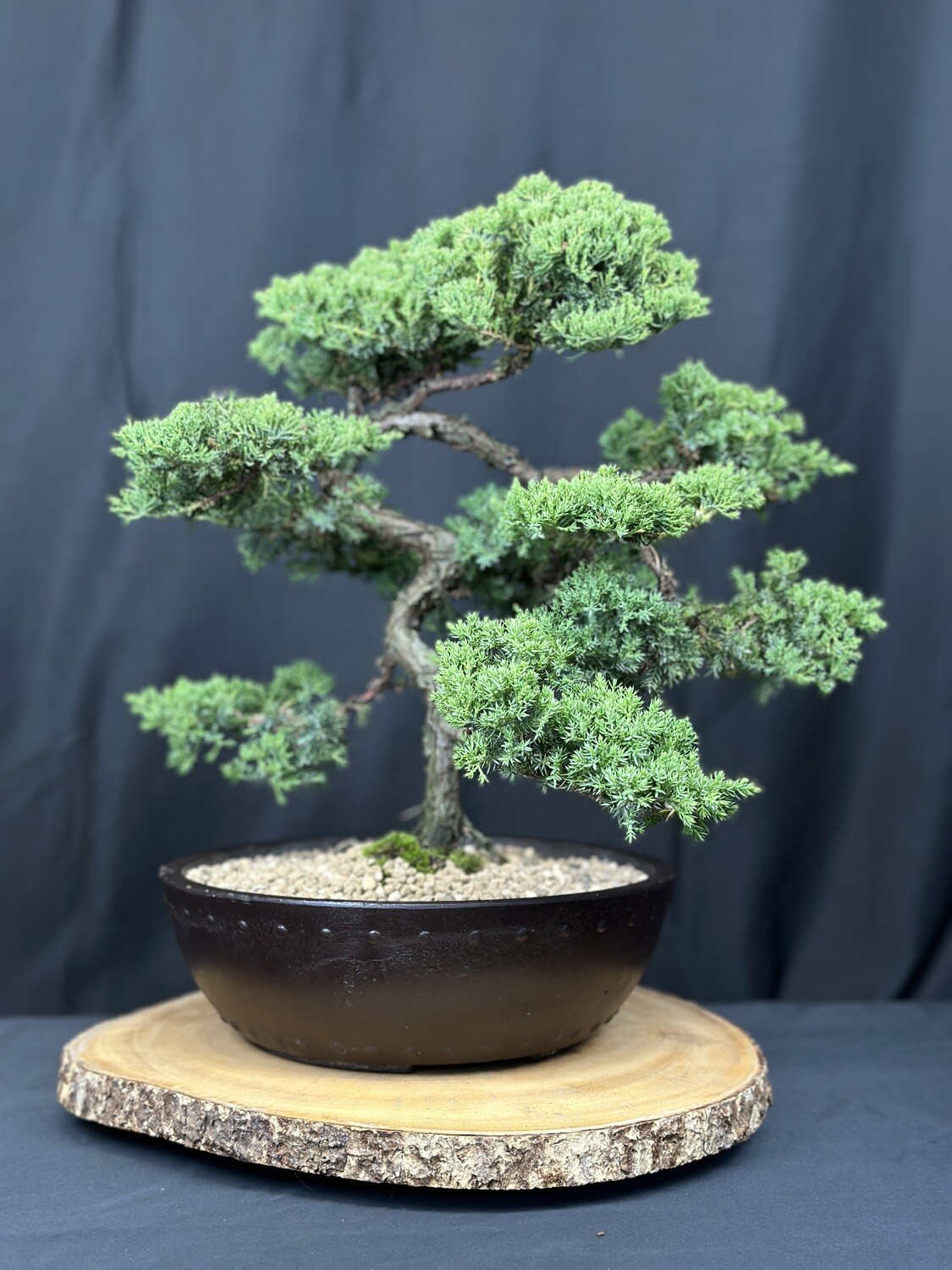Juniper Procumbens - Bonsai Tree