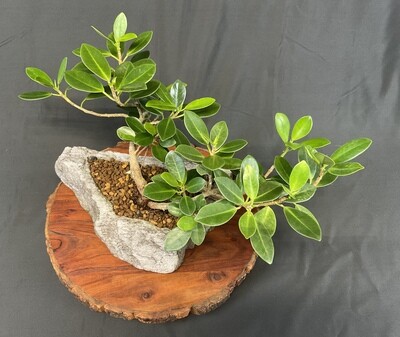 large fiddle leaf fig tree Ficus Fiddle Leaf Fig Standard main image 0
