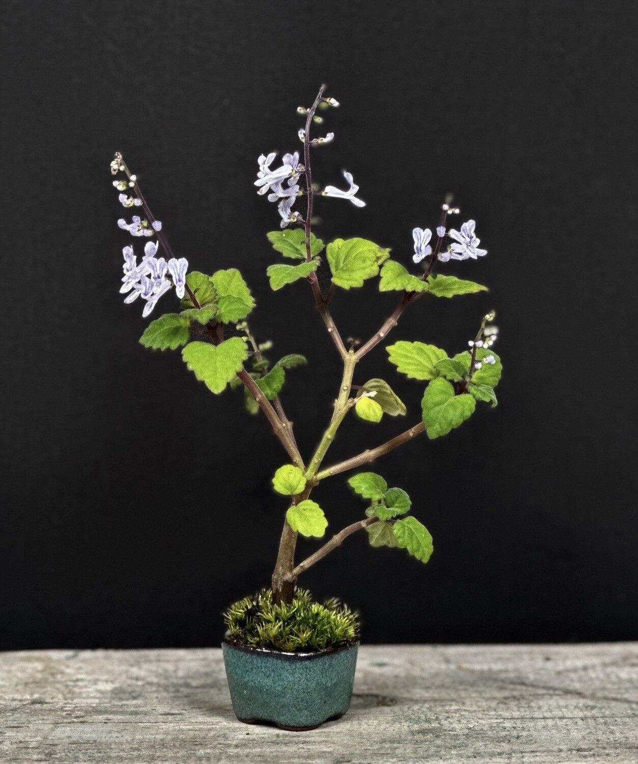 Micro Bonsai Mint - Plectranthus Ernstii Caudex