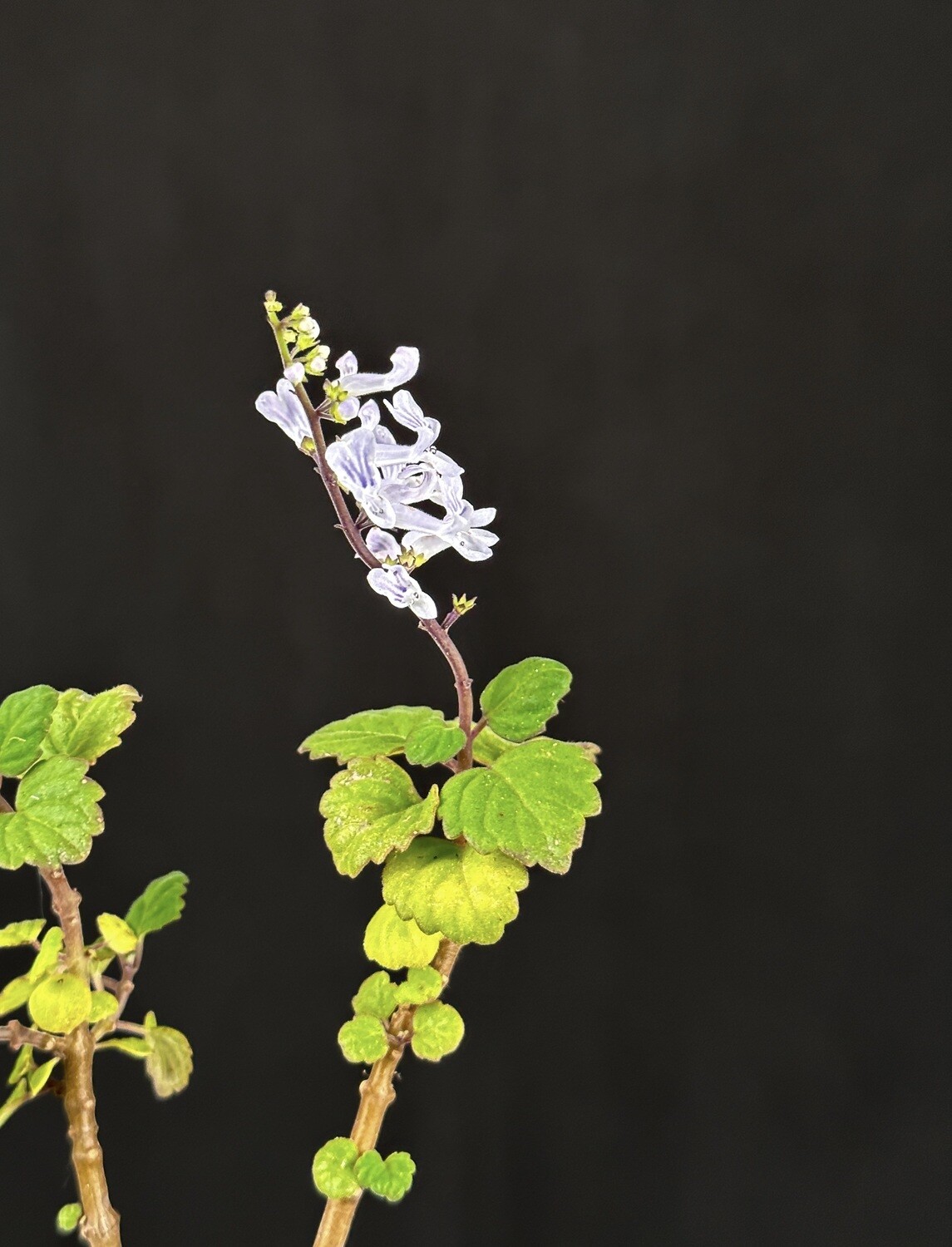 Micro Bonsai Mint - Plectranthus Ernstii Caudex