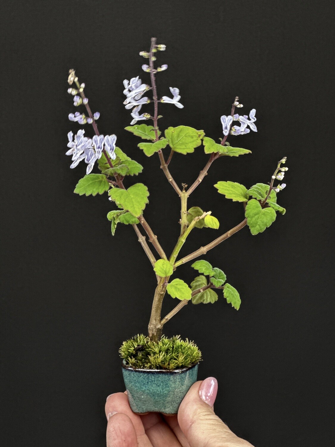 Micro Bonsai Mint - Plectranthus Ernstii Caudex