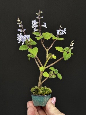 hund bonsai Keramik-Tierurne und Bonsai – Haustierurnen.de main image 0