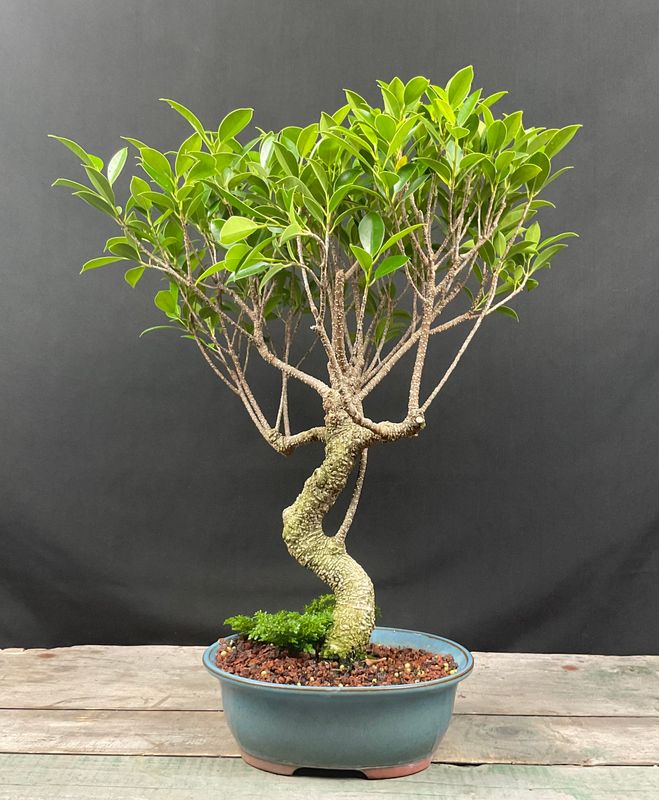 Bonsai Trees - Shop Under The Tiny Tree - Holistic Bonsai