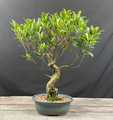 Island Ficus Retusa Bonsai