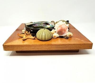 5-6&quot; Abalone Shell On Wood Display