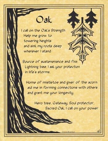 11&quot; Oak Poster