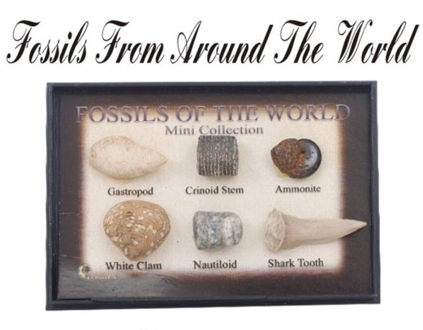 Fossils From Around The World