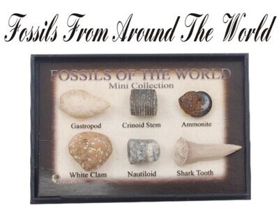 Fossils From Around The World