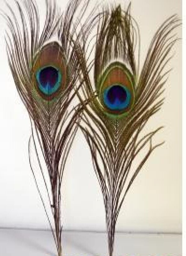 9&quot; Natural Peacock Feather
