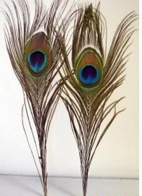 9&quot; Natural Peacock Feather