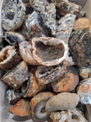 Agate Conch