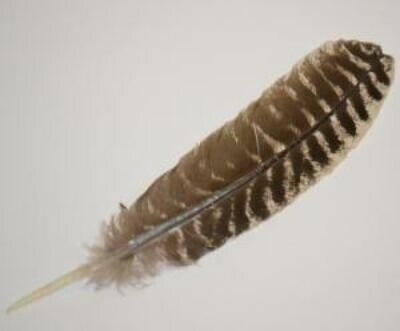 Turkey Barred Feather 10-12&quot;