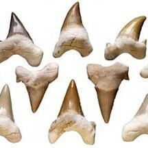 Shark Teeth