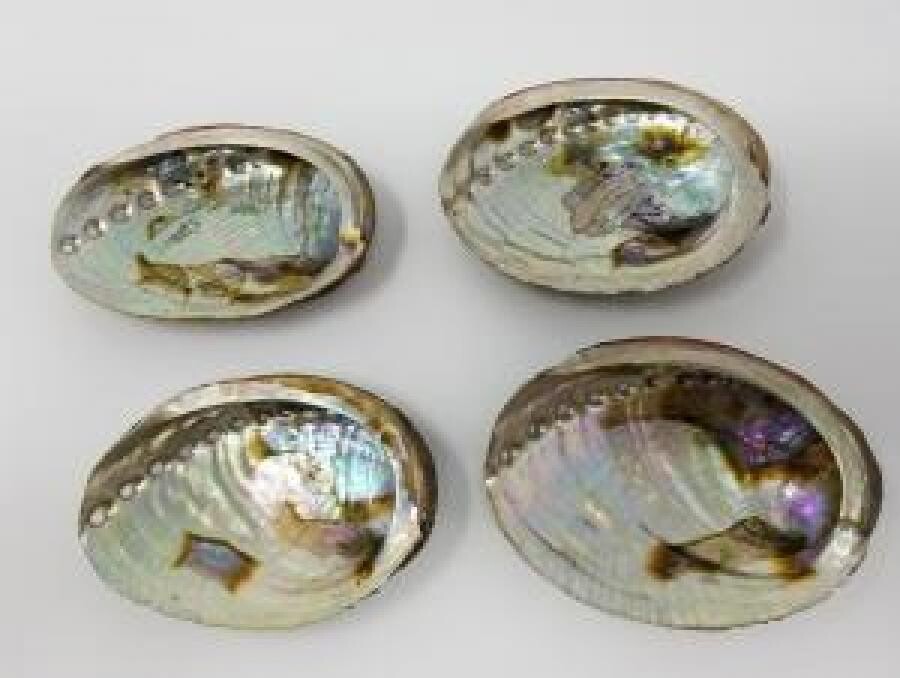Abalone Shell 4-5&quot;