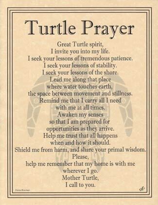 Turtle Prayer Poster