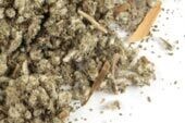 Sage Leaf