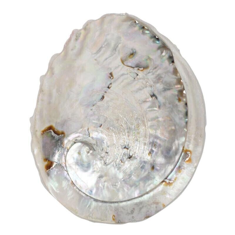 5.5 - 6&quot; Abalone Shell
