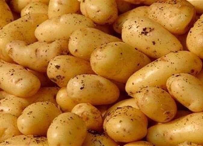POTATOبطاطس
