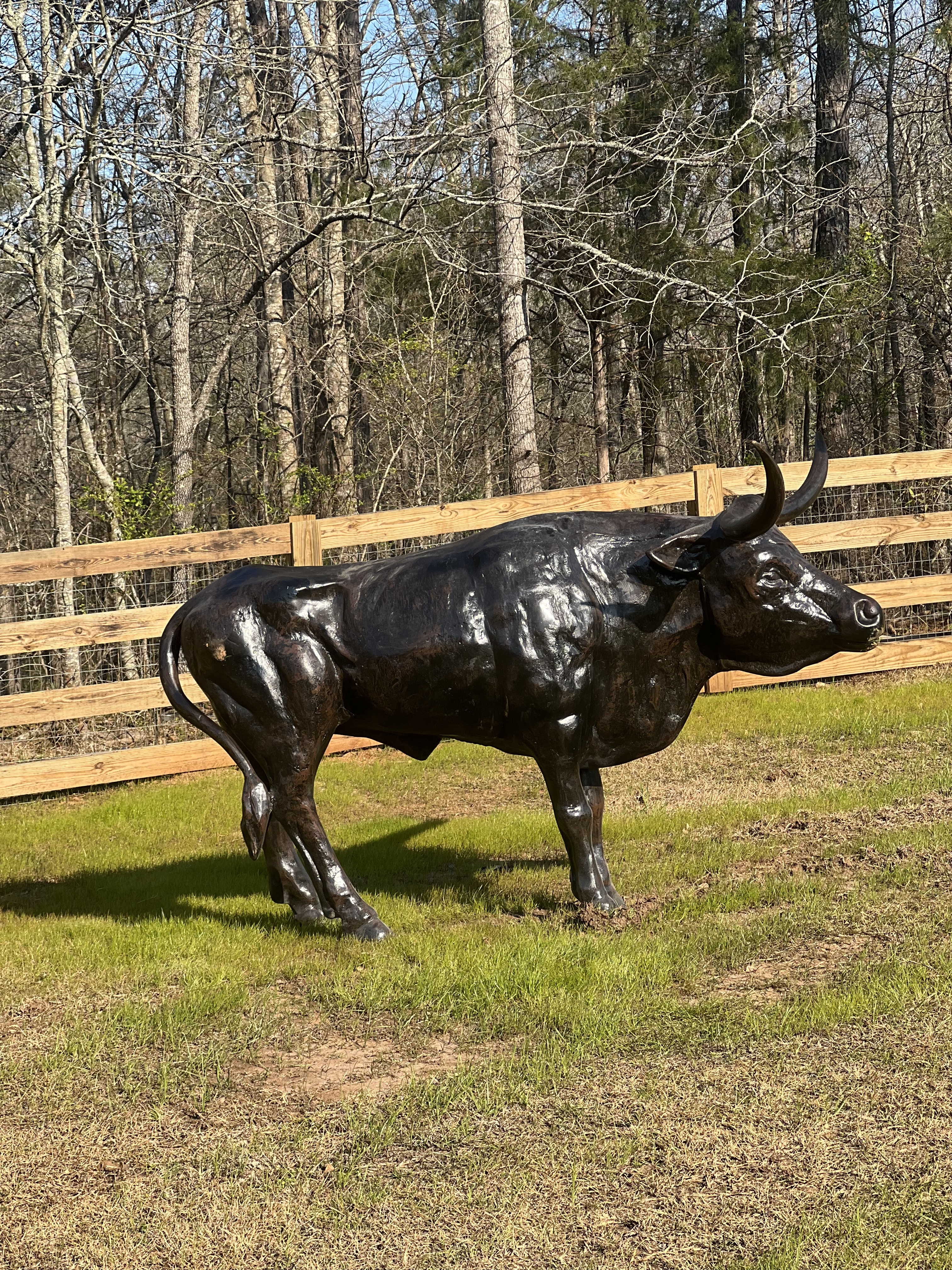 Bull Steer Longhorned