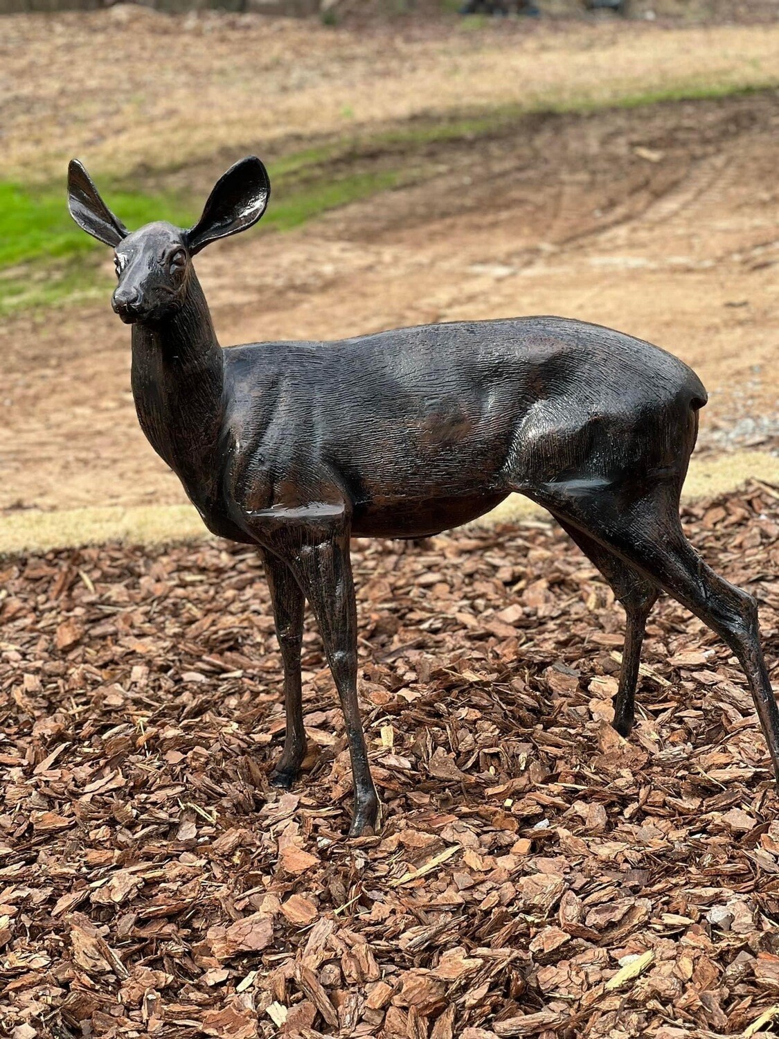 Standing Doe
