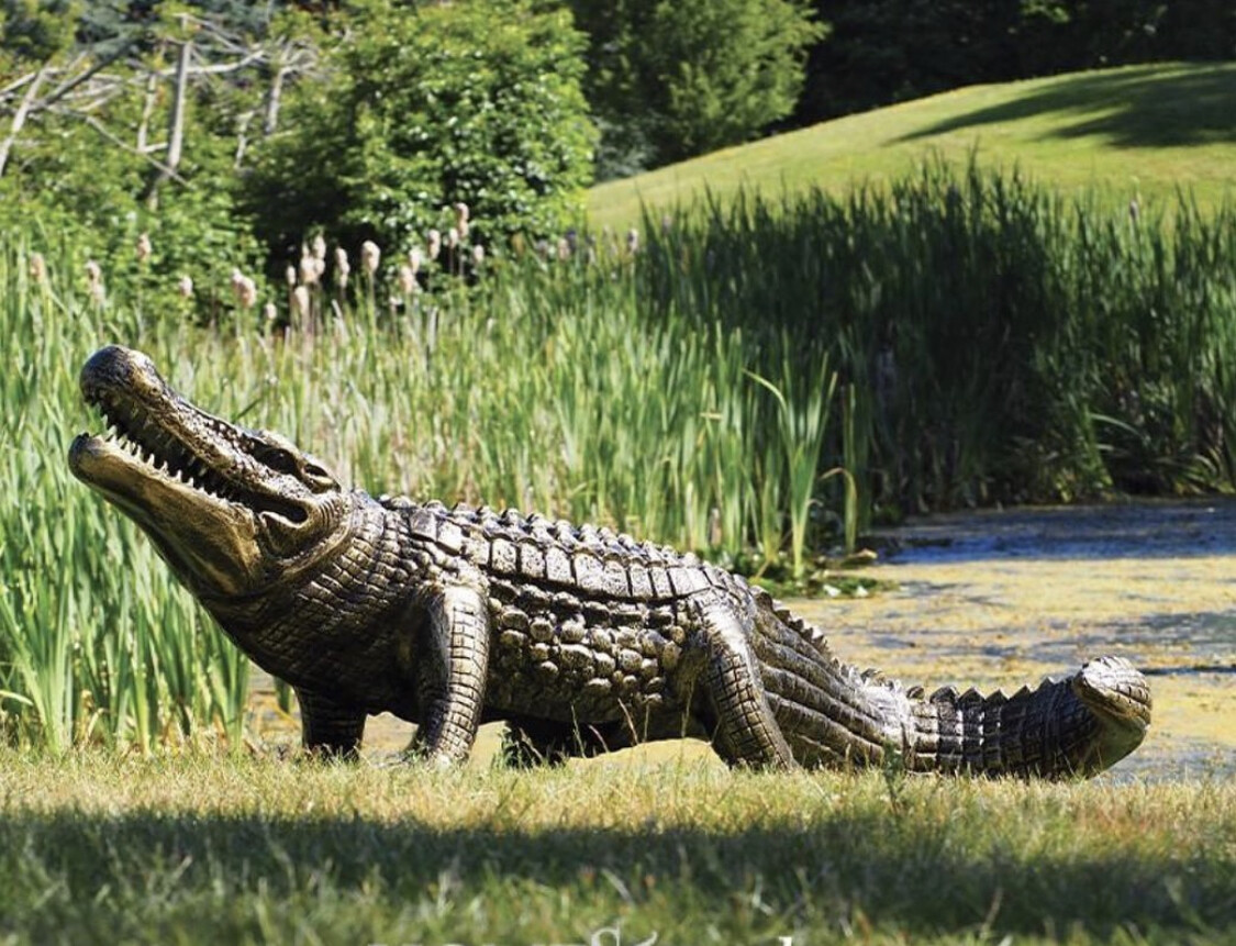 Alligator