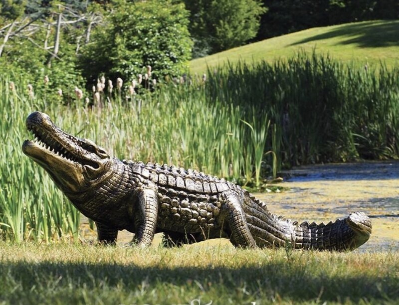 Alligator