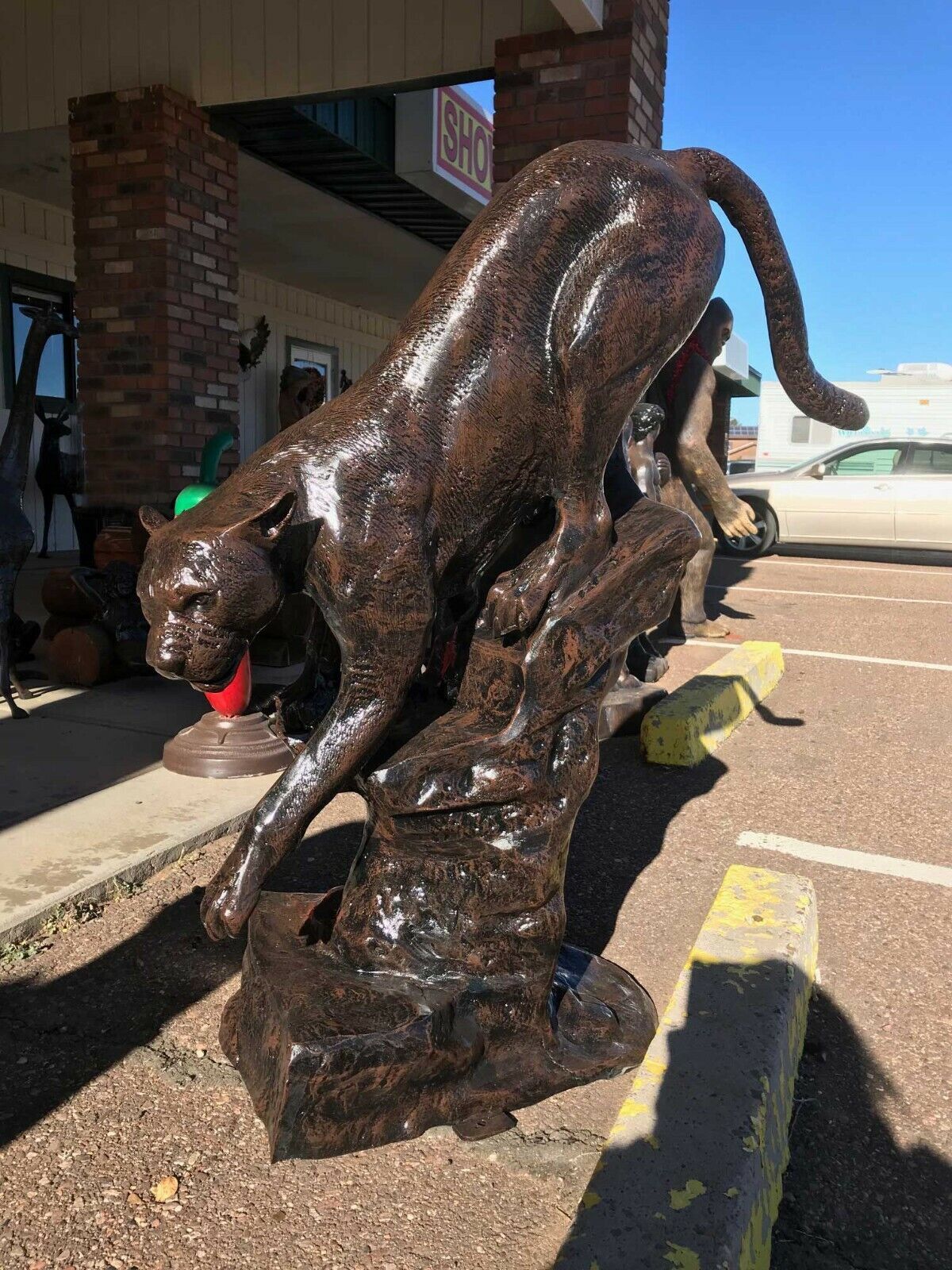 Cougar on the Rock Going Downhill