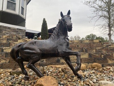 Horse's And Donkey's