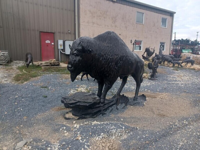 Buffalo, Cows & Bulls