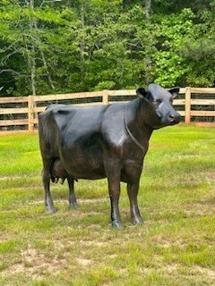 Dairy Cow