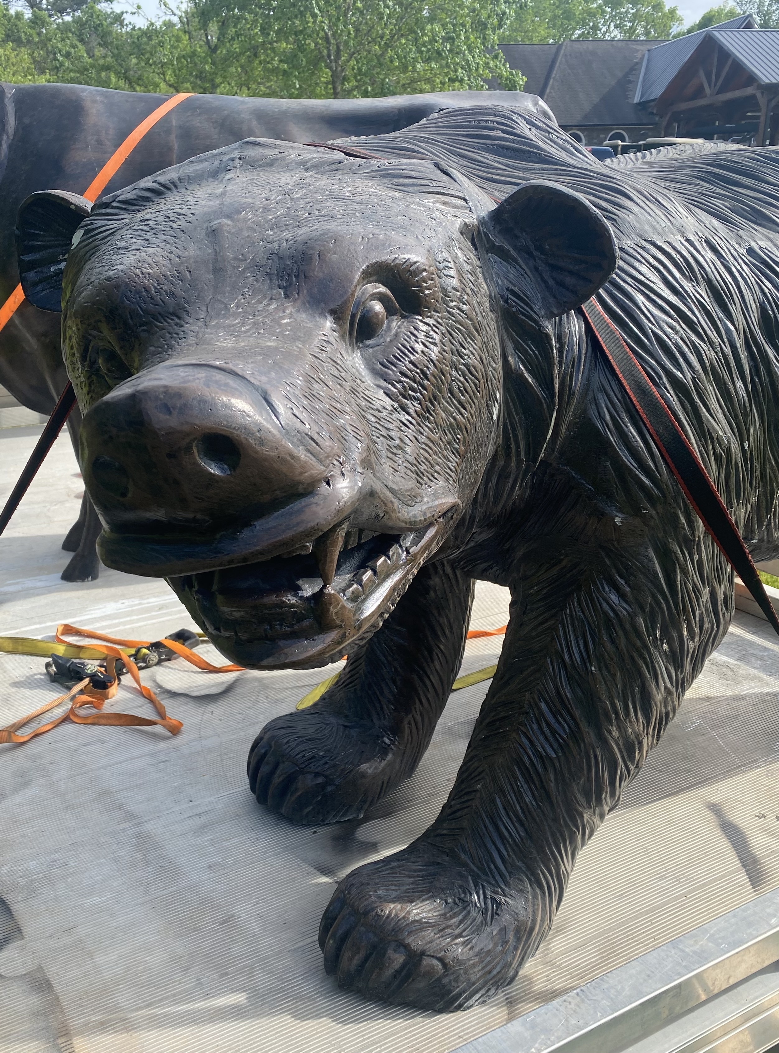 Large Walking Grizzly Bear