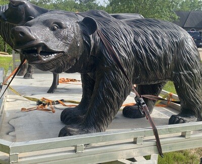 Large Walking Grizzly Bear