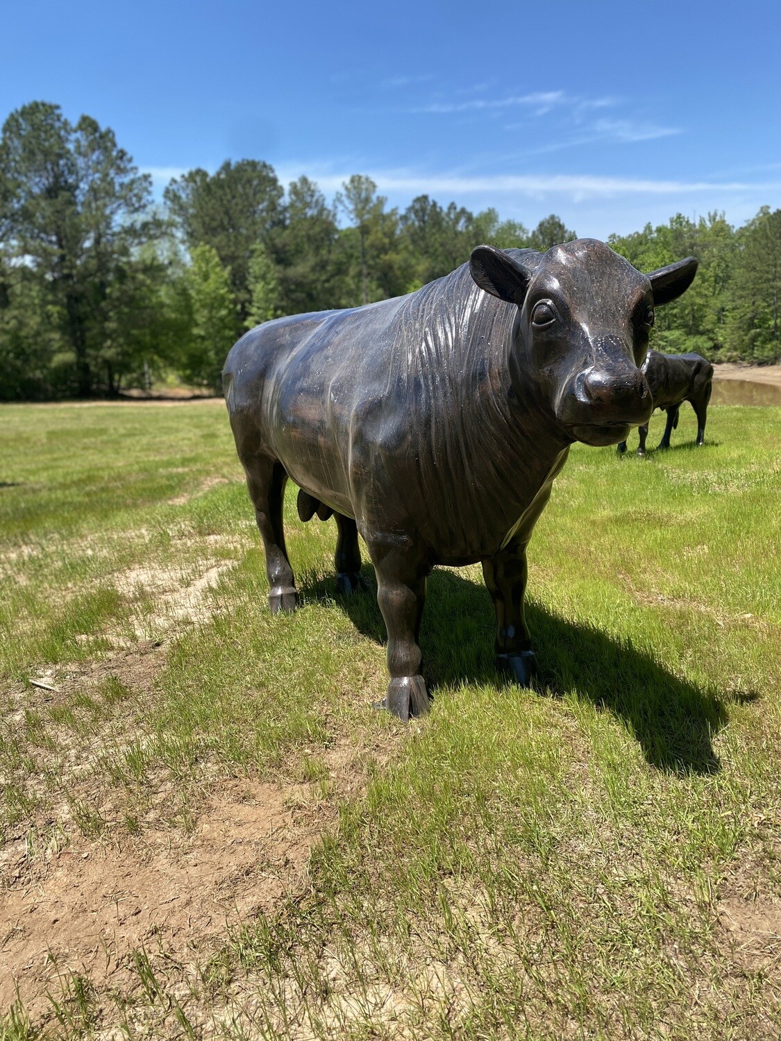 Angus Bull