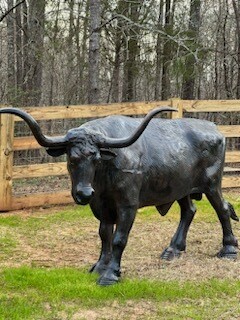 Bull Steer Longhorned #2