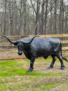 Bull Steer Longhorned #2