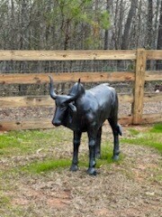 Small Longhorn Bull