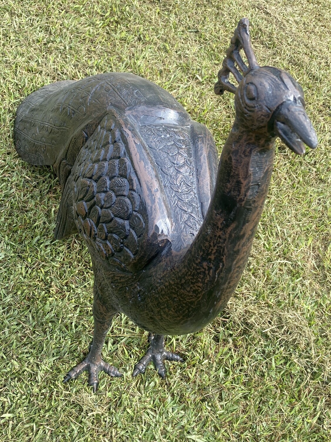Peacock