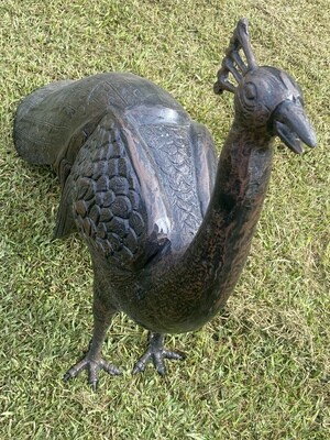 Peacock