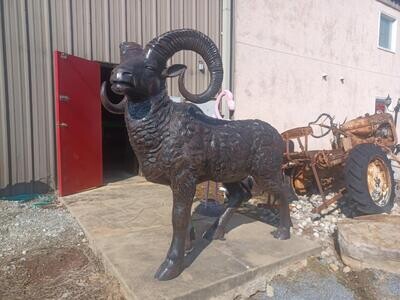 Large Ram