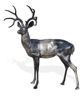 Standing White Tailed Buck Deer Standing White Tailed Buck Deer