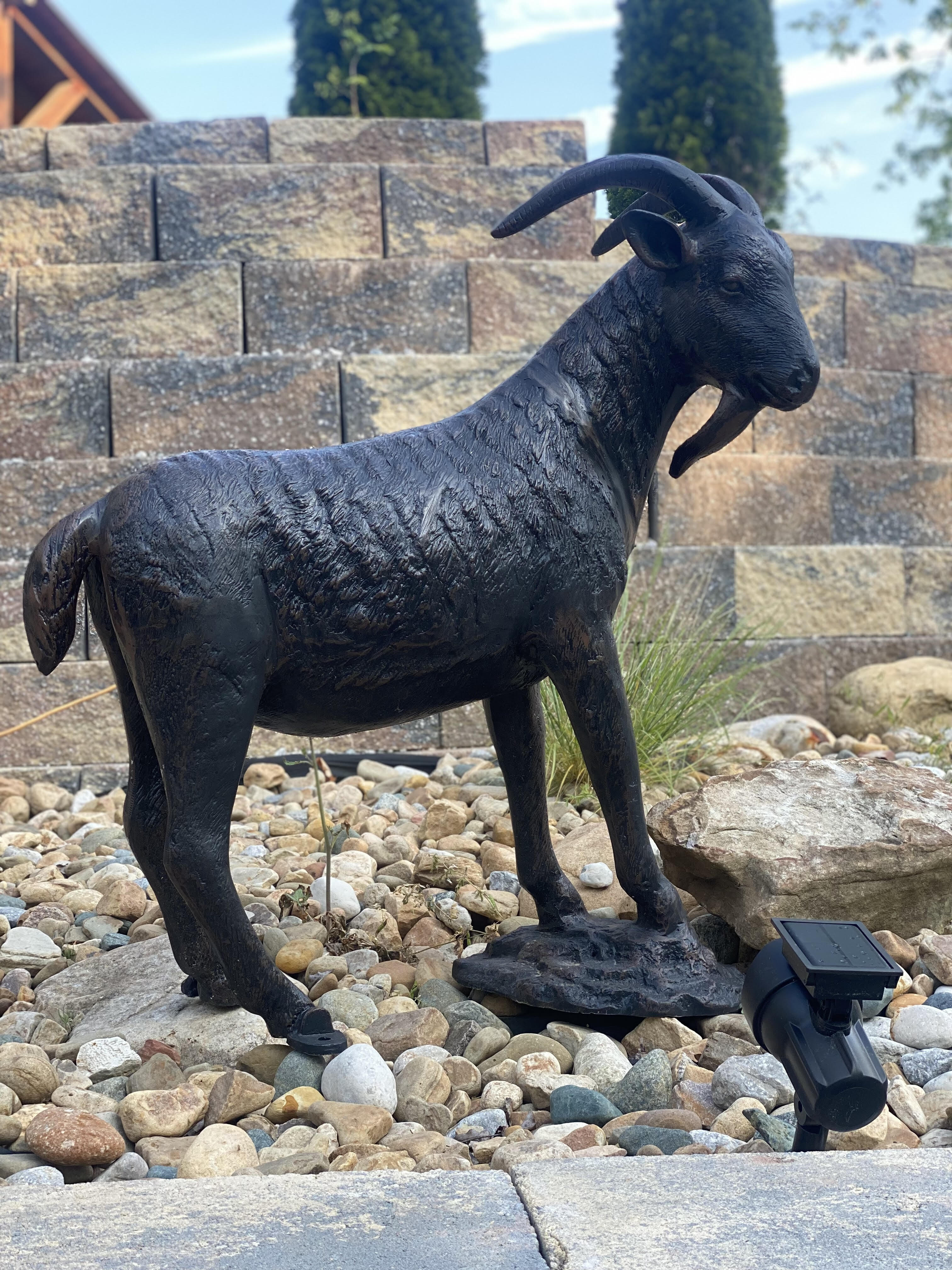 Goat On Rock