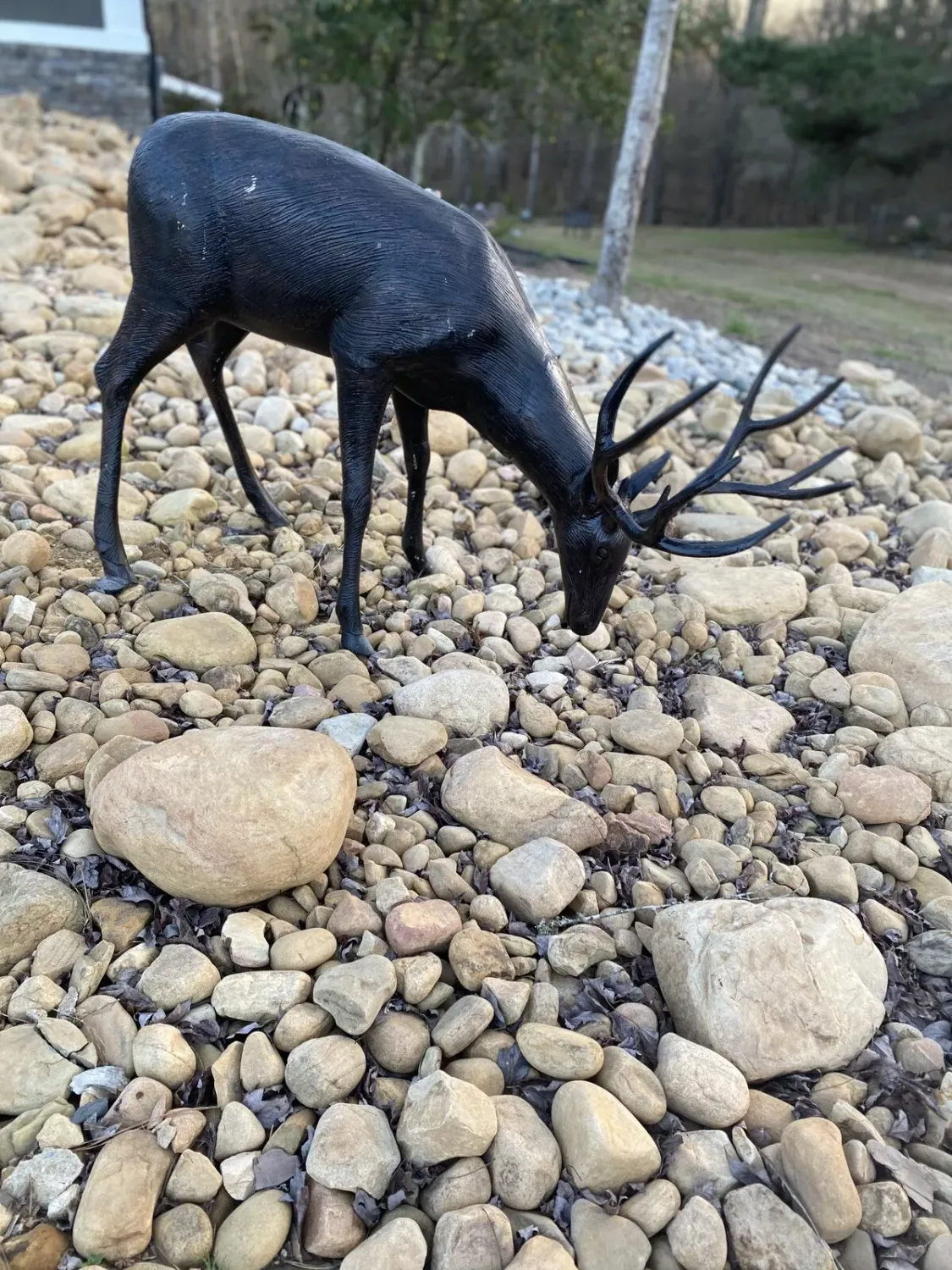 Grazing buck deer Grazing buck deer
